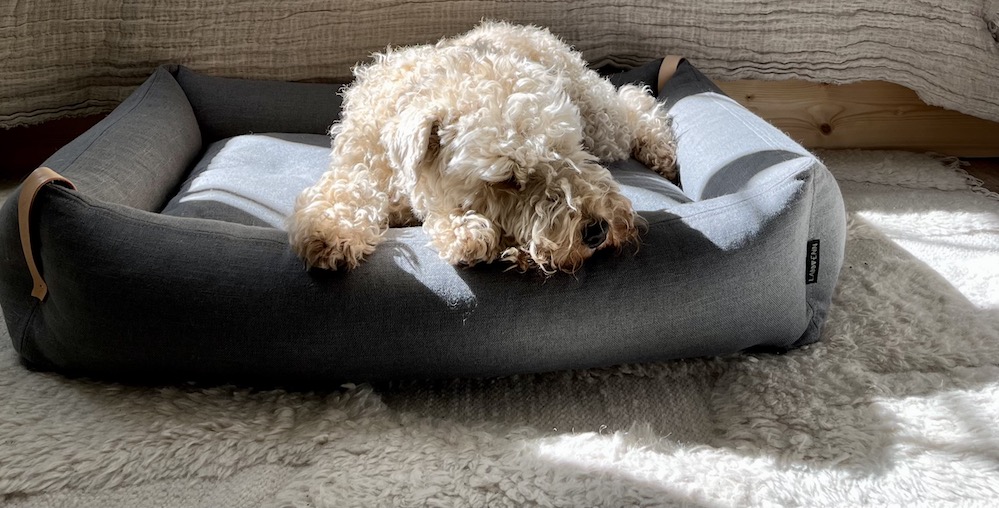 LABBVENN - objects designed for both You and Your pet